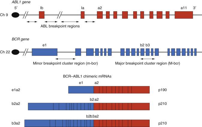 FIG. 31.1, Structure of ABL and BCR genes involved in the formation of the t(9;22)(q34;q11) (Philadelphia chromosome) of chronic myelogenous leukemia (CML) and acute lymphoblastic leukemia (ALL). Boxes represent exons. In both leukemias the ABL breakpoints are scattered throughout the large first intron. In CML, the BCR breakpoints are also intronic and occur within the major breakpoint cluster region (M-bcr) resulting in an 8.5-kb chimeric mRNA encoding a 210-kDa fusion protein. In ALL, the BCR breakpoint may occur in the M-bcr or, more commonly, 5′ in the first intron (minor breakpoint region; m-bcr). The latter produces a 7-kb chimeric mRNA that encodes a 190-kDa fusion protein.