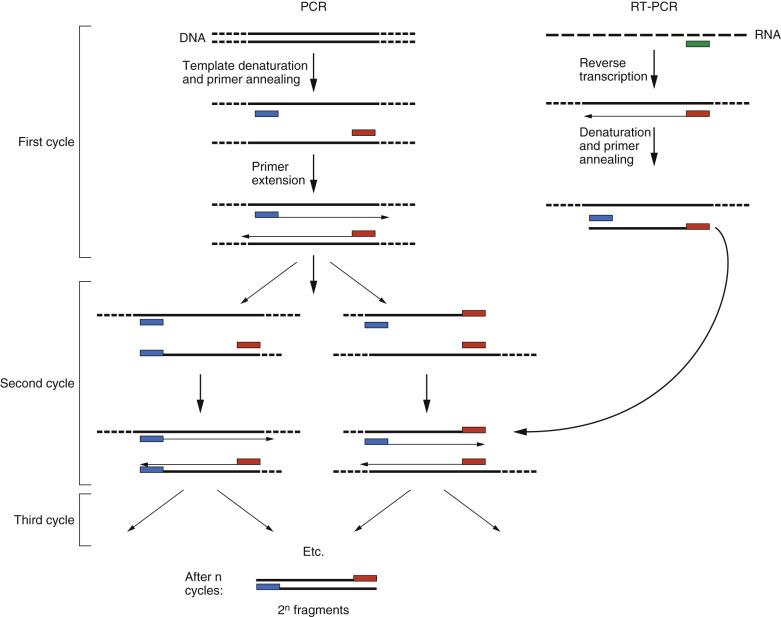 FIG. 31.5, Schematic representation of PCR amplification of DNA and RT-PCR of RNA.