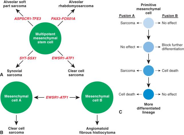 Figure 18.14, Models of Fusion Gene Function.