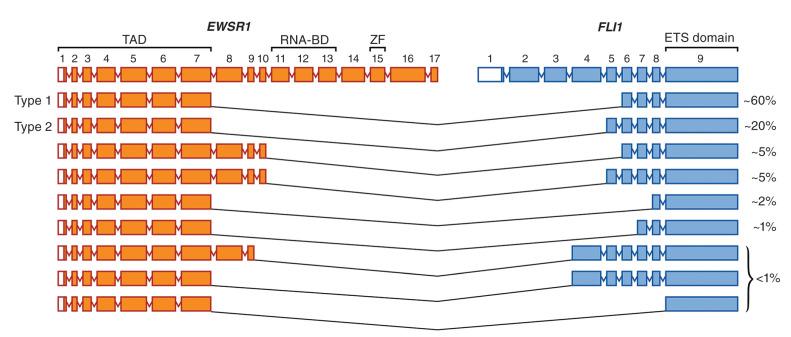 Figure 18.4, EWSR1-FLI1 Fusion Transcript Types.