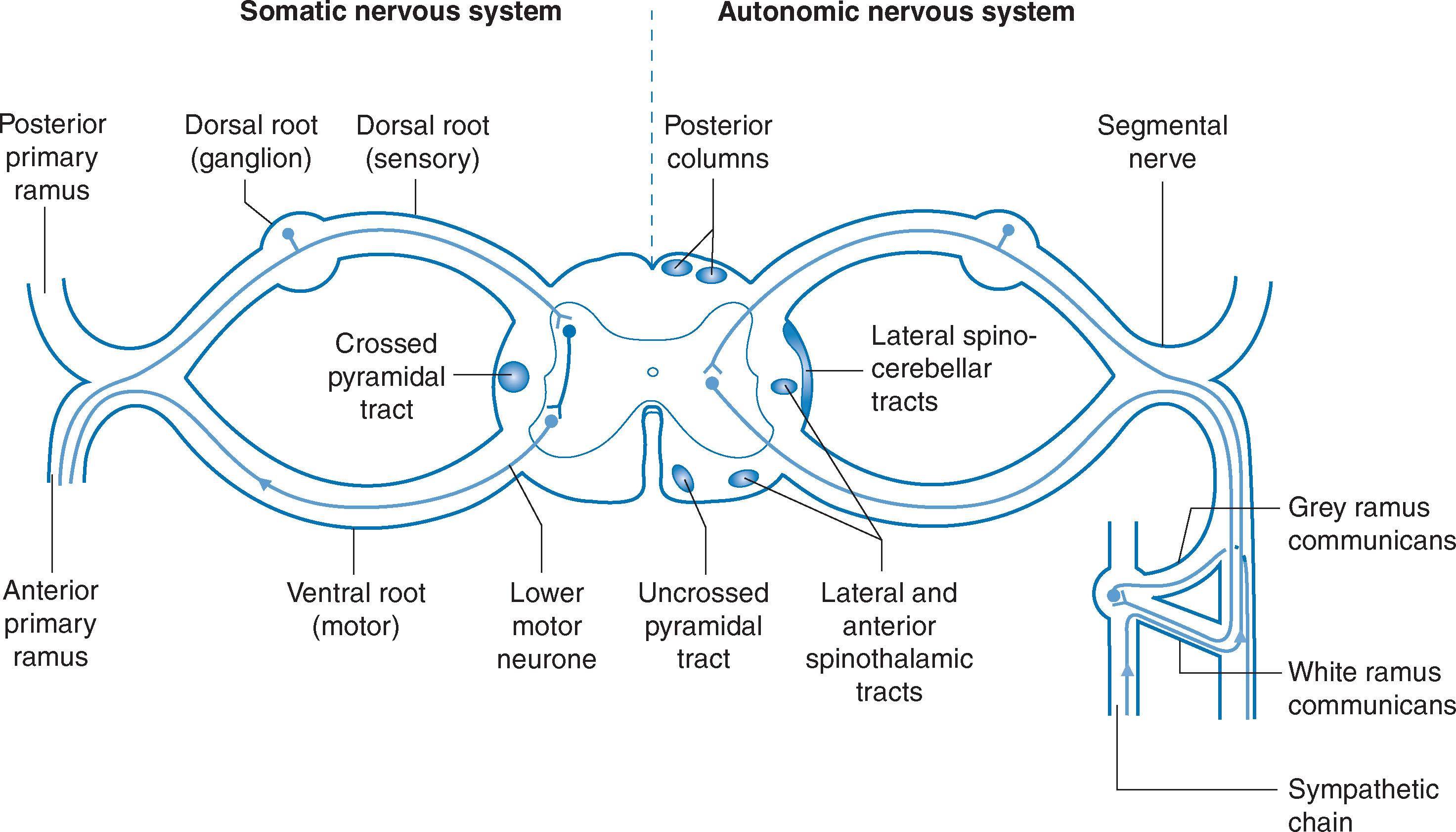 Fig. 5.1, Diagrammatic representation of a transected spinal cord showing the somatic and autonomic neurone pathways and the main tracts running within the cord.