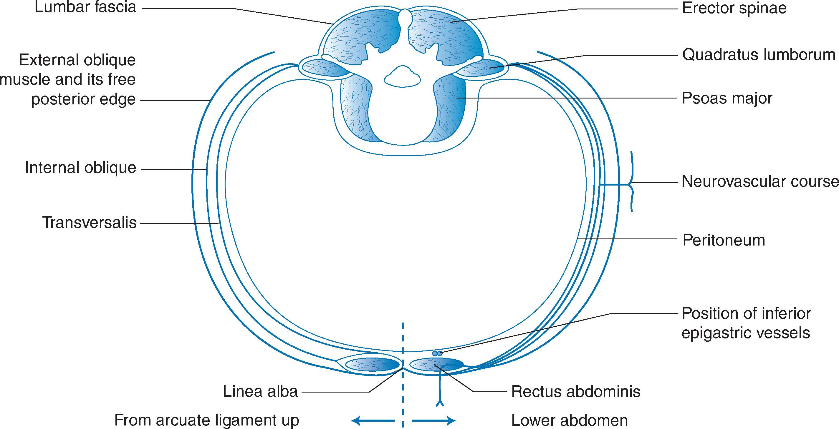 Fig. 5.11, Transverse section through the abdomen showing the muscular arrangements and fascial coverings of the rectus abdominis muscle at different levels (see text) and illustrating the neurovascular plane and course.
