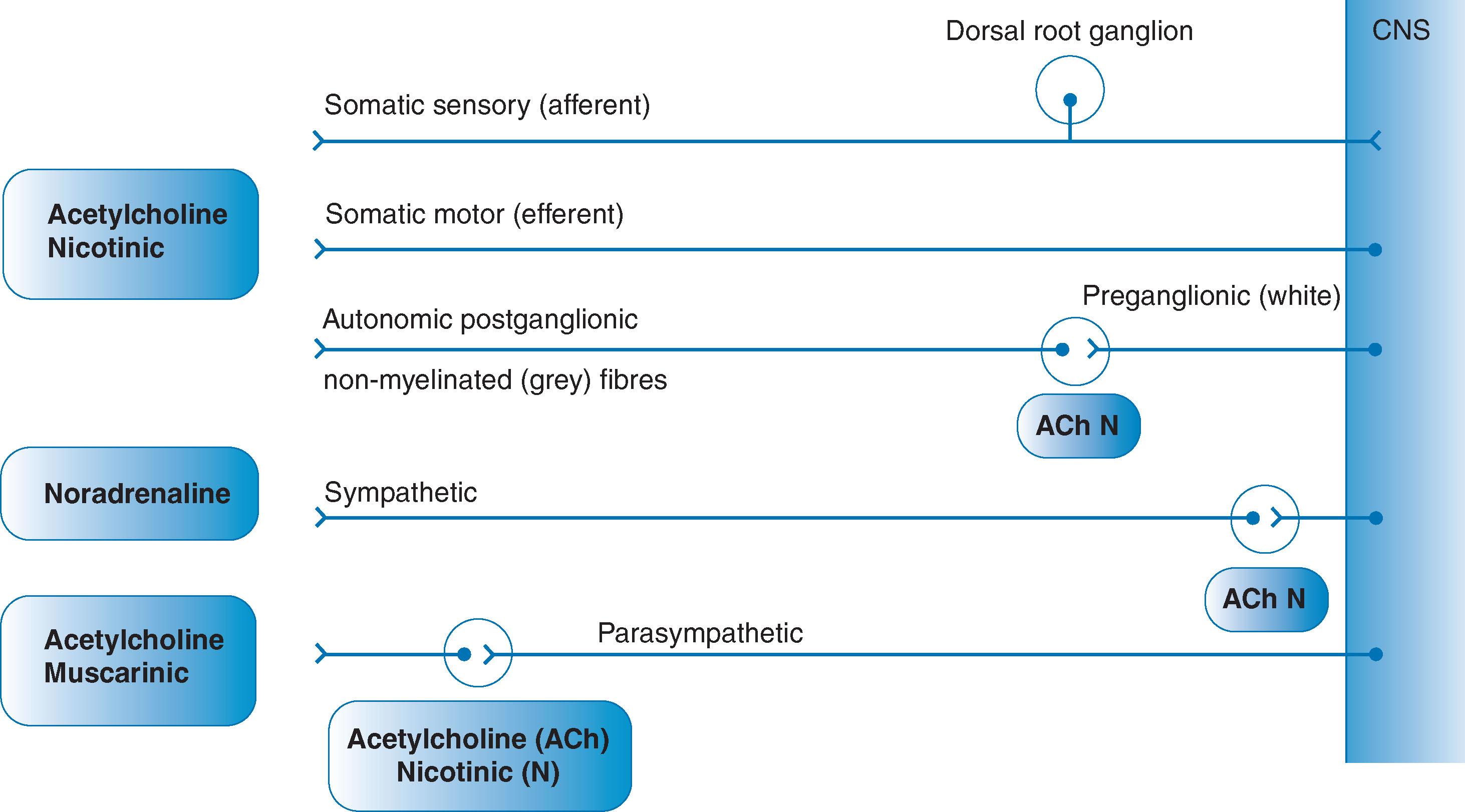Fig. 5.2, Diagrammatic representation of the neurone arrangements and neurotransmitters of the somatic and autonomic nervous systems. CNS , Central nervous system.