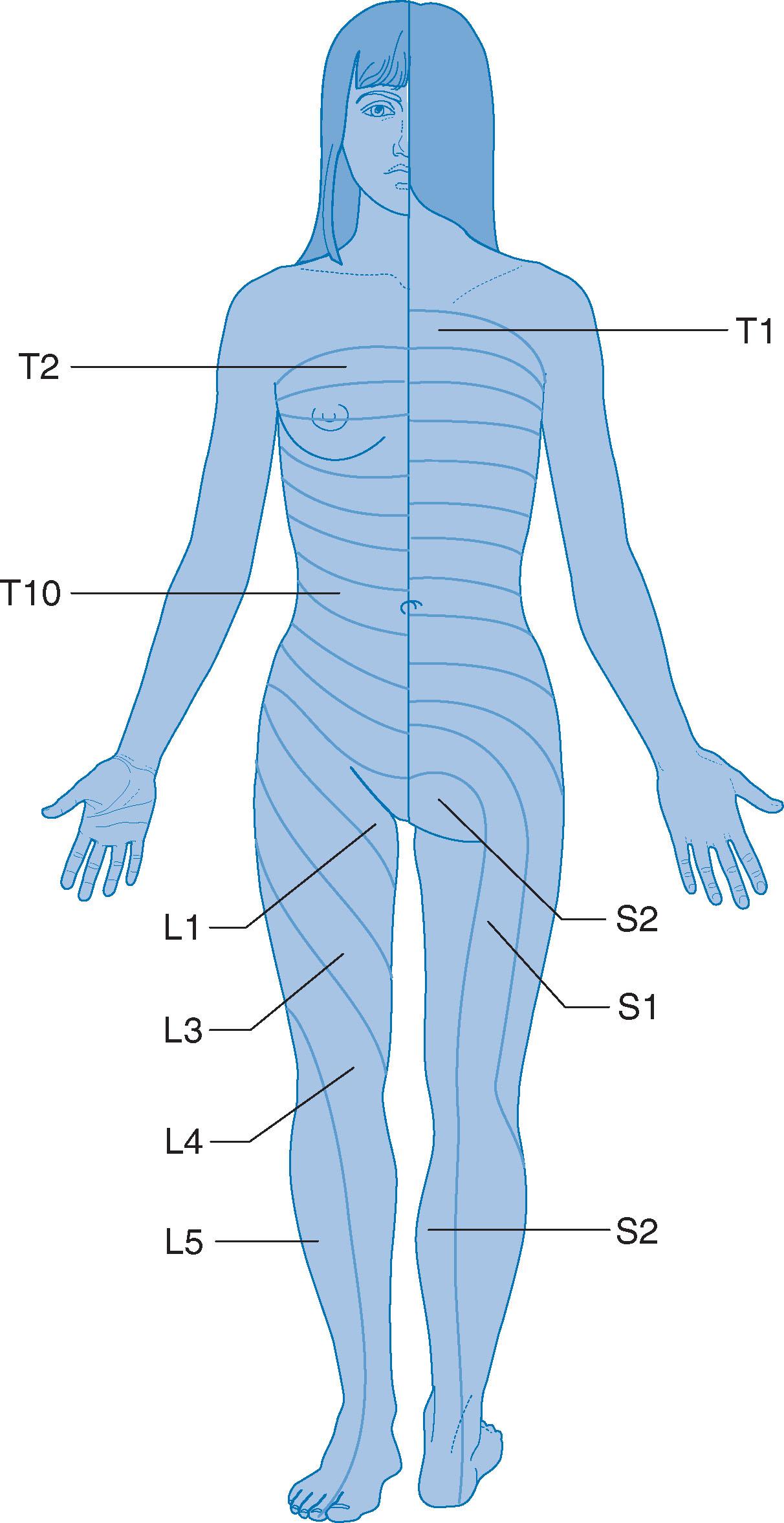 Fig. 5.3, An approximate pattern of anterior and posterior dermatomes.