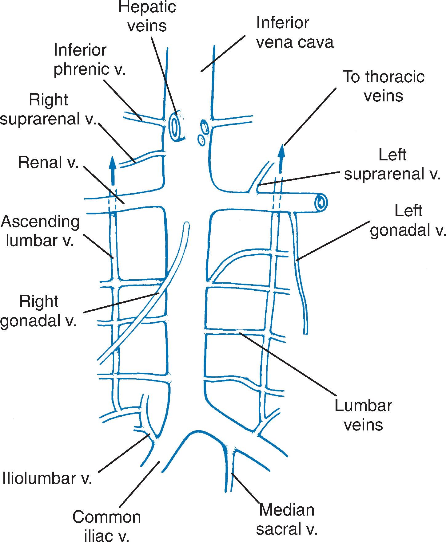 Fig. 5.5, The inferior vena cava and its tributaries.