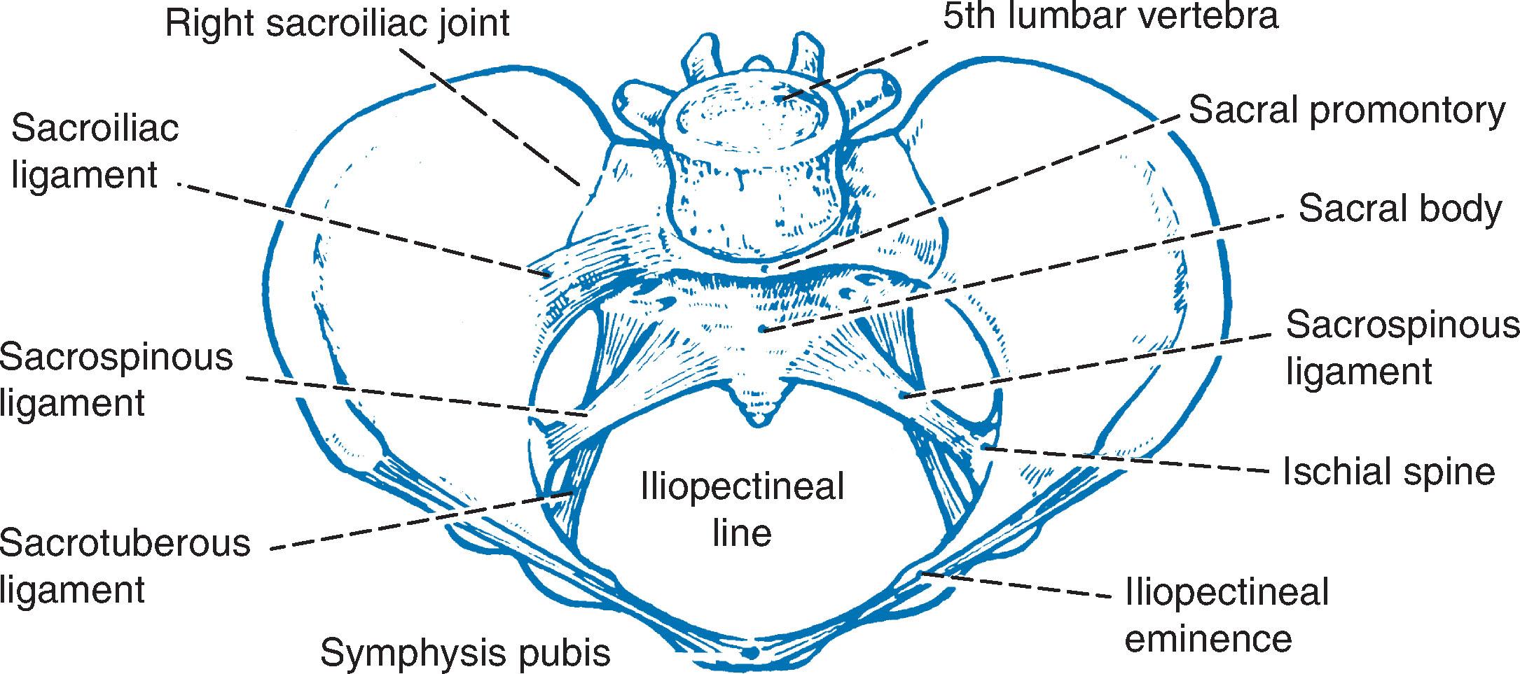 Fig. 5.6, Important landmarks of the pelvis.