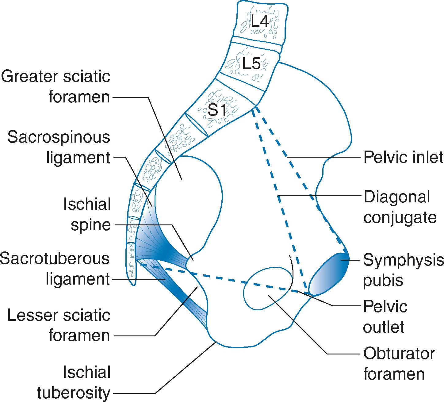 Fig. 5.7, Lateral view of the pelvis showing the obstetric conjugates.