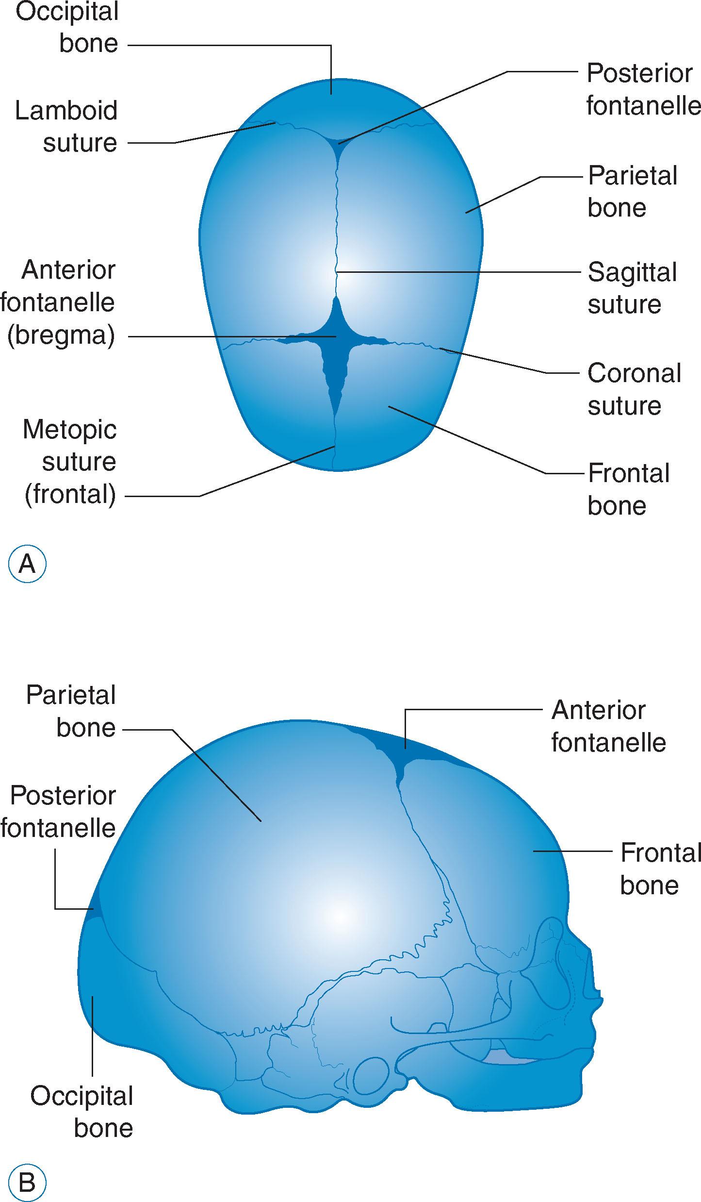 Fig. 5.10, Essential landmarks of the fetal skull: (A) from above and (B) lateral view.