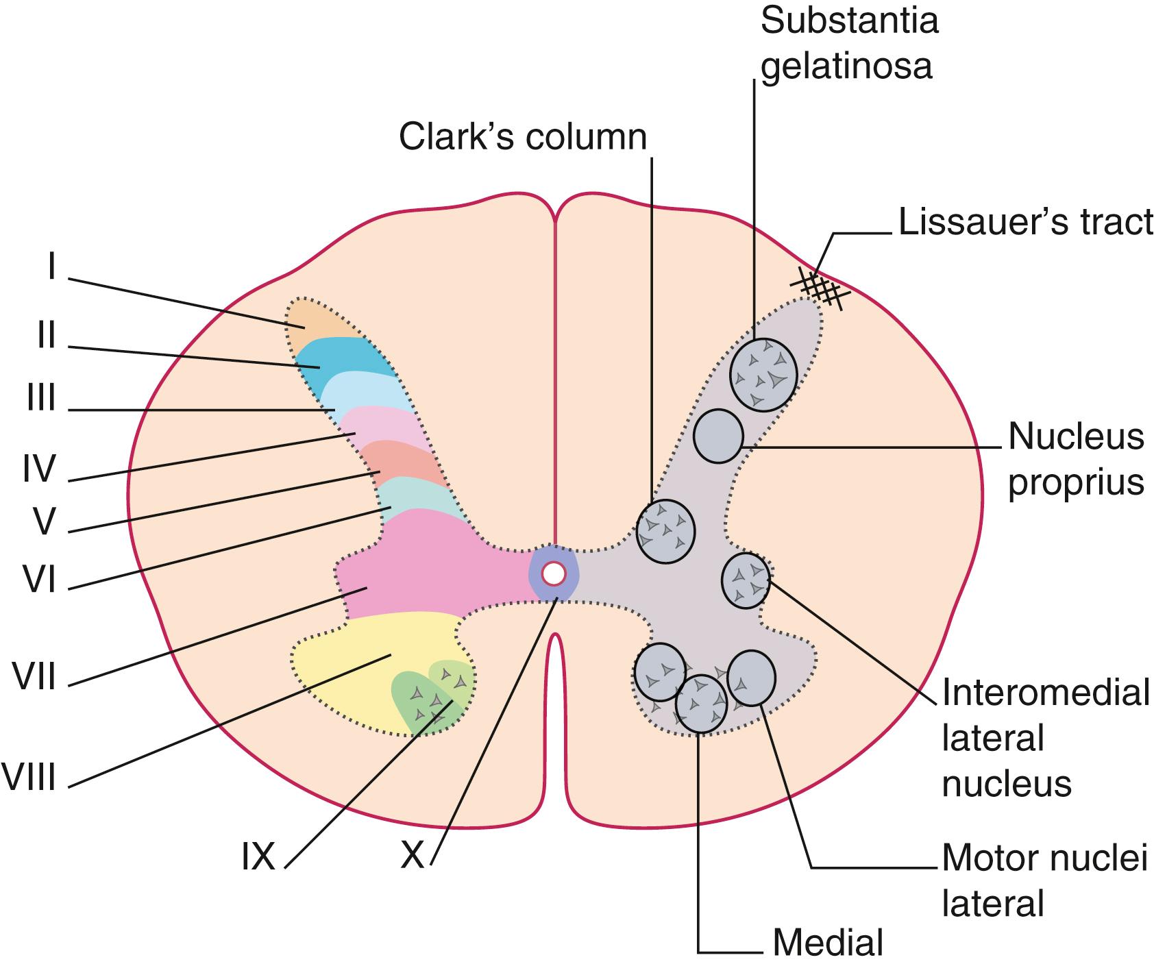 Fig. 11.1, Anatomy of the spinal cord gray matter. Cross section of the spinal cord depicting the Rexed lamina and the nuclear classifications.