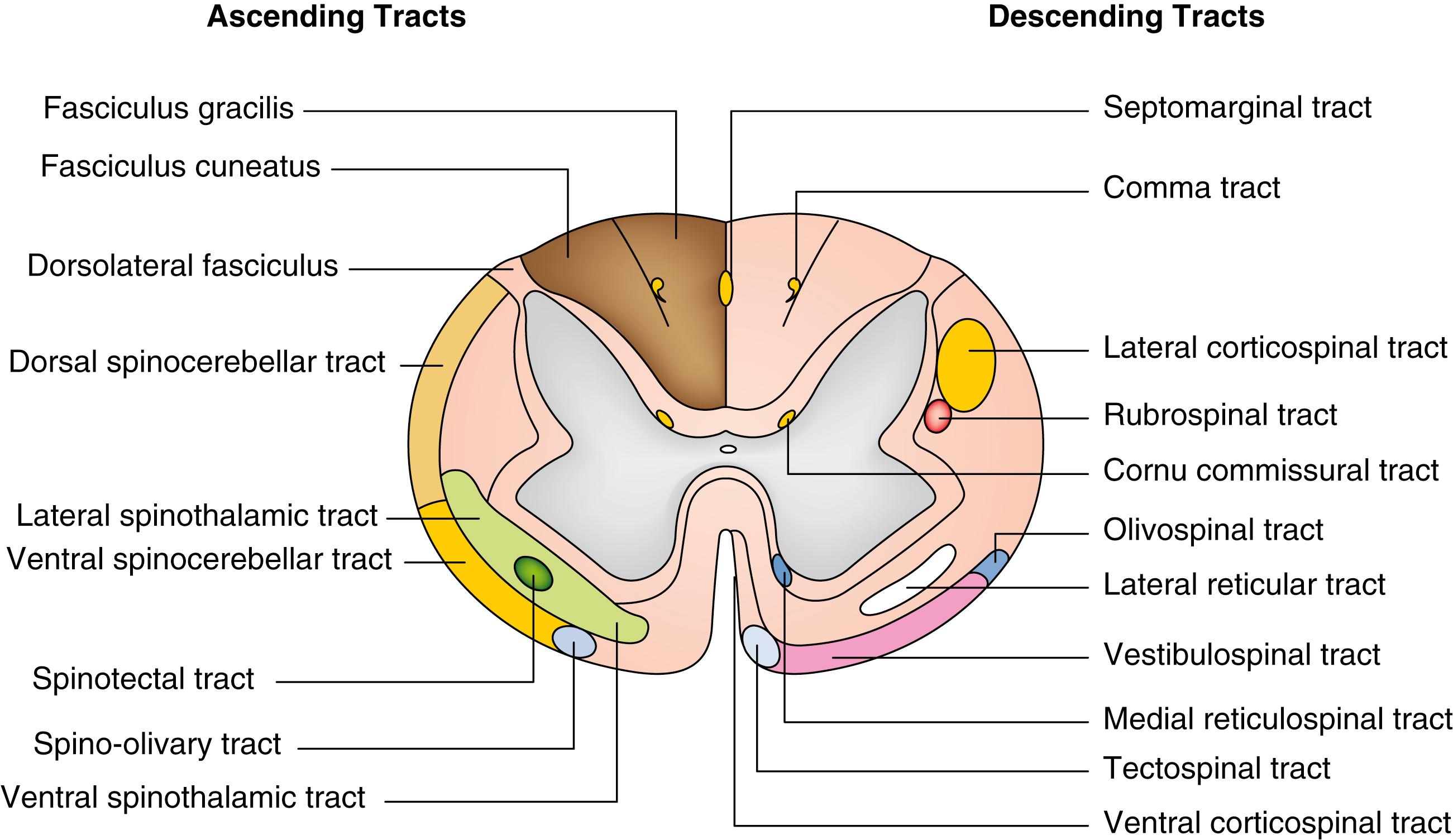 Fig. 11.2, White matter tracts of the spinal cord. Cross section of the spinal cord highlighting the major descending and ascending white matter tracts.