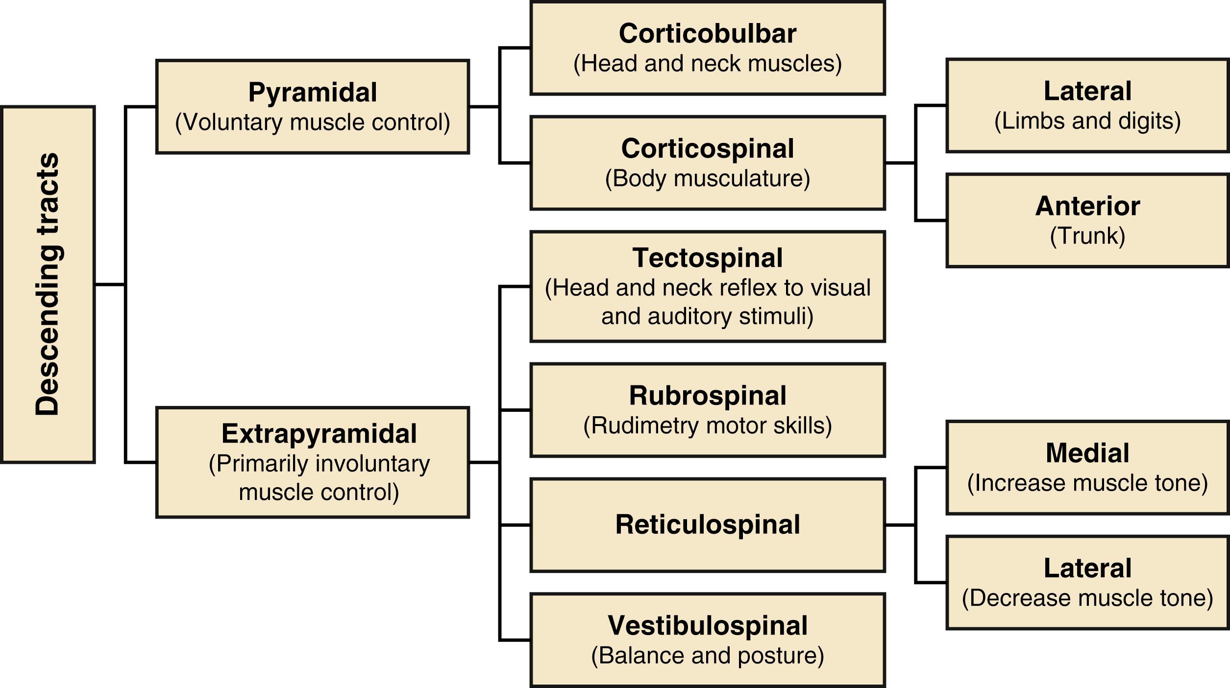 Fig. 11.3, Hierarchical classification of the descending white matter tracts of the spinal cord based on their primary function.