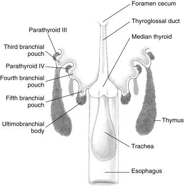 Fig. 2.1, Schematic view of the primitive pharynx of an 8- to 10-mm embryo.