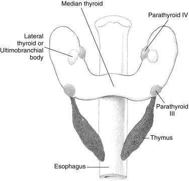 Fig. 2.2, Schematic view of the locations of thyroid, lateral thyroid, thymic, and parathyroid tissue. At the 13- to 14-mm stage, the parathyroid III and the parathyroid IV migrate together with the thymus and ultimobranchial bodies, respectively.