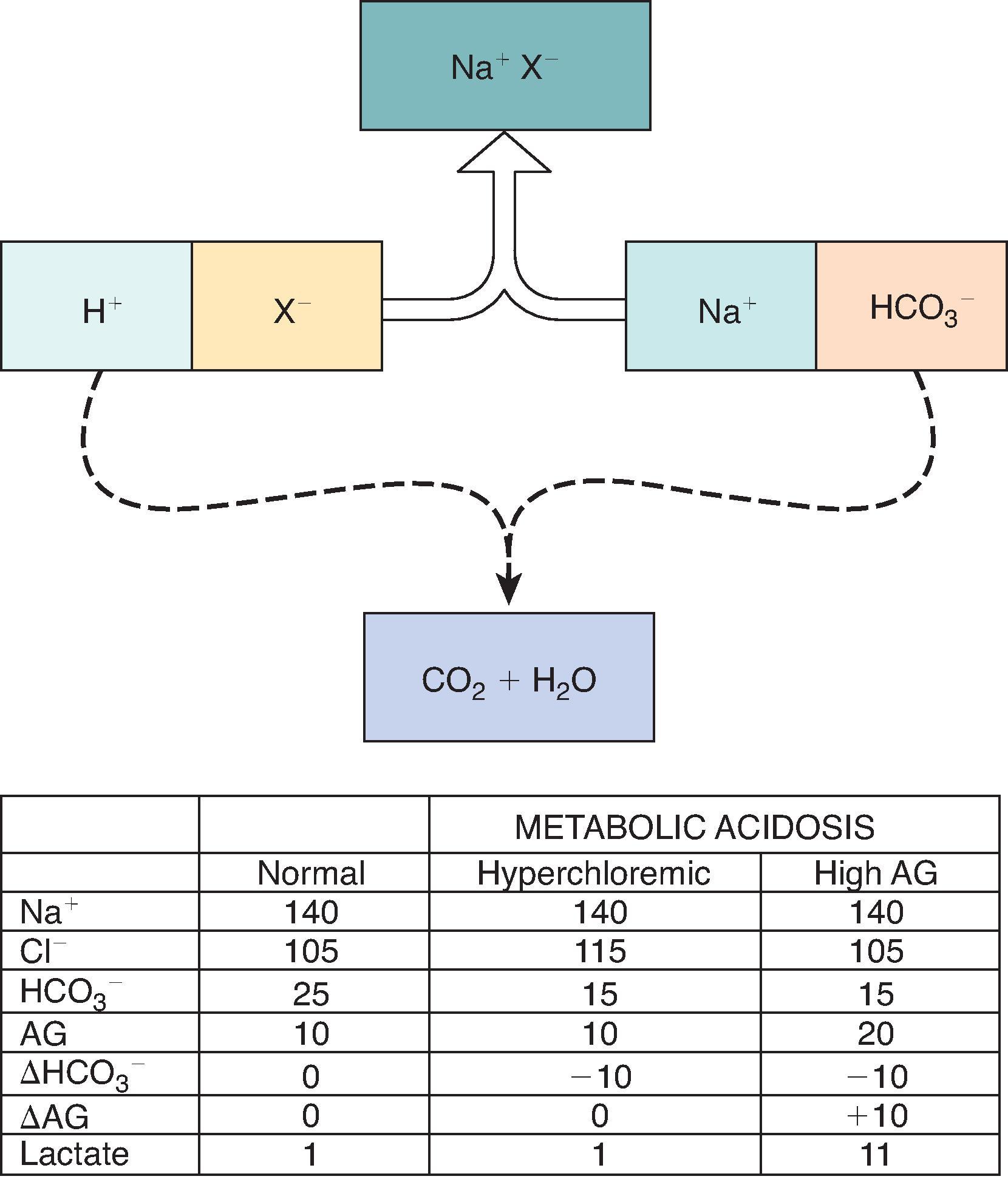 Fig. 12.3, Pathogenesis of a metabolic acidosis. If any relatively strong acid, HX (where X − is an anion), is added to a solution containing NaHCO 3 , there is decomposition of some HCO 3 − and an equivalent increase of the X − concentration. If HX is HCl, then a hyperchloremic, or normal anion-gap, acidosis develops. If HX is any acid other than HCl, such as lactic acid or a keto acid, then a high anion-gap acidosis develops.