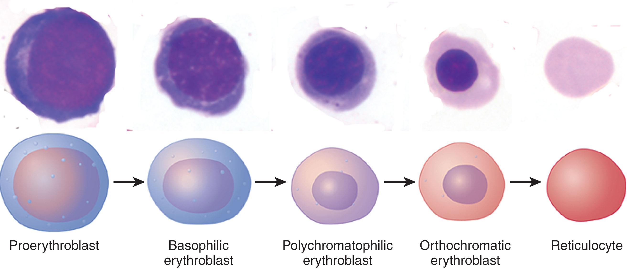 Figure 35.1, OVERVIEW OF ERYTHROPOIESIS.