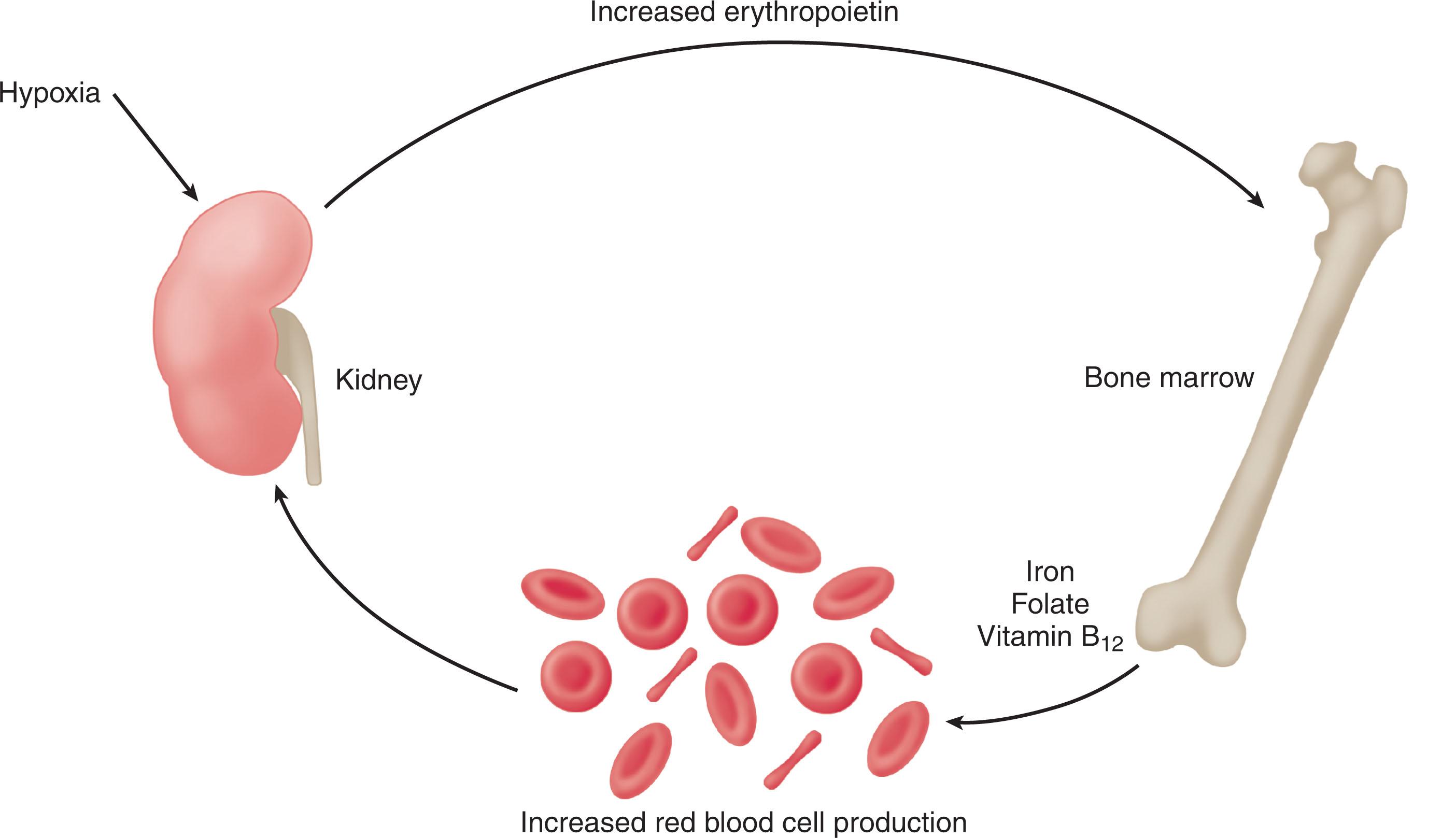 Figure 35.2, REGULATION OF ERYTHROPOIESIS.