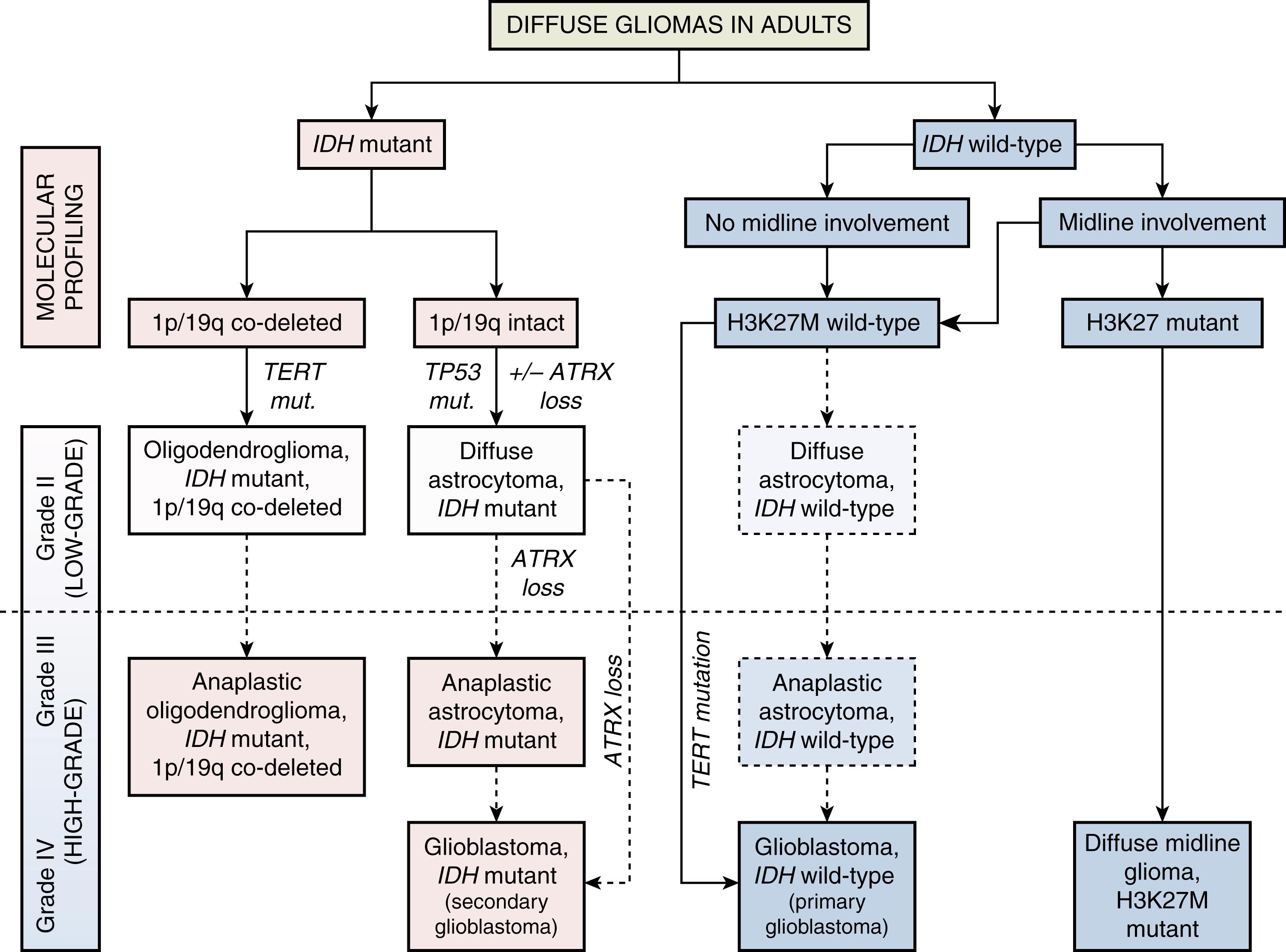 Fig. 12.1, Classification of diffuse gliomas in adults.