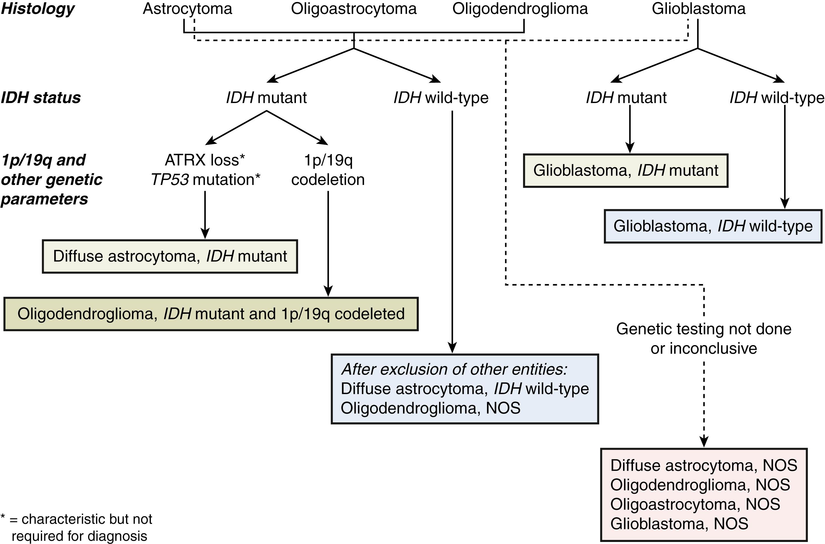 Fig. 11.3, A simplified algorithm for the classification of gliomas based on histologic and genetic features. Profiling the molecular characteristics of cancers allows for a more accurate classification of tumors; in some instances, genetic features may supersede morphologic characteristics in achieving an “integrated” diagnosis. NOS , Not otherwise specified.