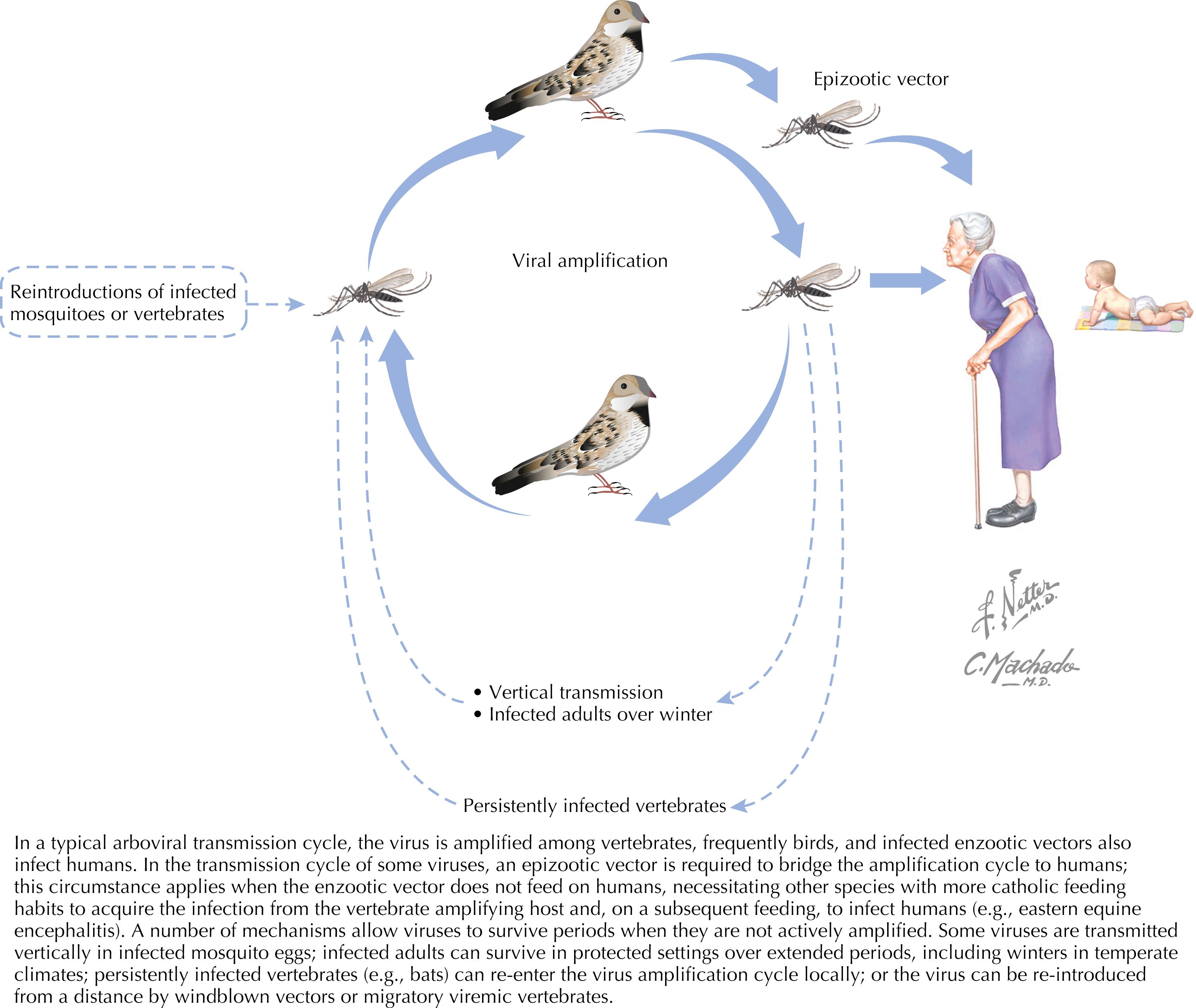 Fig. 70.1, Generic arbovirus transmission cycle.