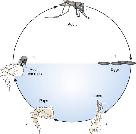 Fig. 1.01, Mosquito life cycle.