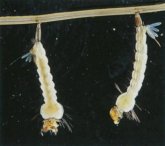 Fig. 1.11, Third-stage larvae of Culex quinquefasciatus and Aedes (Stegomyia) aegypti .