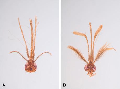 Fig. 1.14, Heads of adult Anopheles mosquitoes.