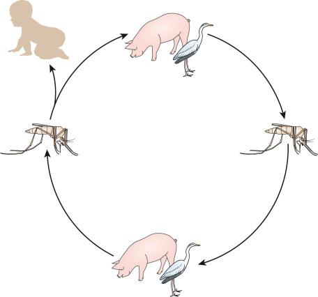 Fig. 1.45, Cycle of transmission of Japanese encephalitis virus (JEV).