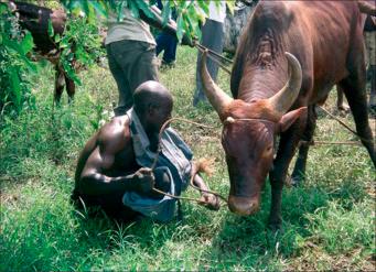 Fig. 1.52, Farmer with cattle in East Africa.