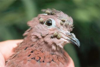 Fig. 1.55, Immature Hyalomma marginatum rufipes feeding on an African dove, Streptopelia senegalensis .