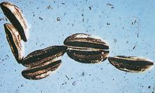 Fig. 1.07, Anopheles eggs.