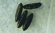 Fig. 1.08, Aedes (Stegomyia) eggs.