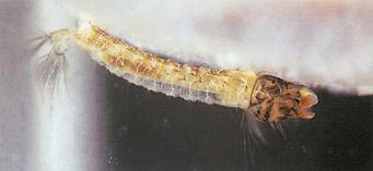 Fig. 1.10, Third-stage larva of Anopheles spp.