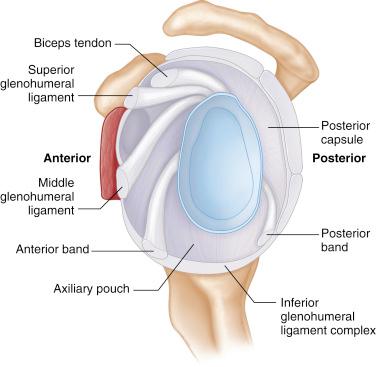 FIG. 2.1, Soft tissue stabilizers including the glenoid labrum, glenohumeral ligaments, and the glenohumeral joint capsule.