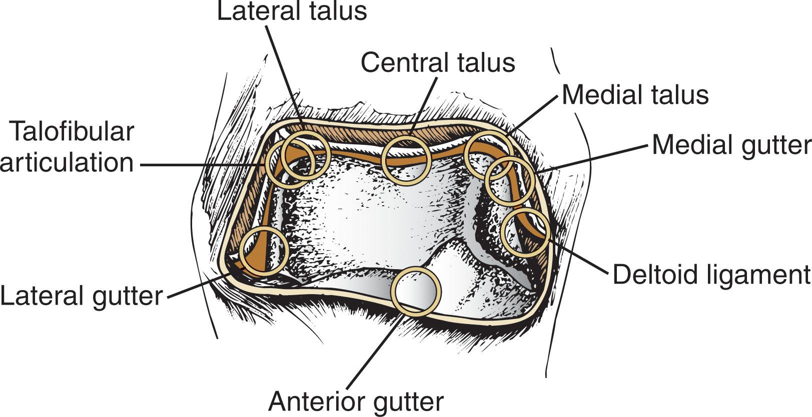 Fig. 39-8, Eight-point anterior ankle examination through the arthroscope.