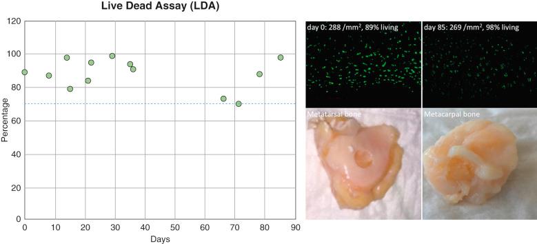 Fig. 73.6, Quality assessment through vitality monitoring (live dead assay) with histologically proven graft survival obtained from the tarsus and carpus (reference cartilage) at different times.