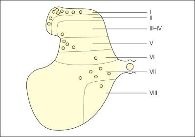 Figure 12-1, Schematic diagram summarizing the locations of the three main concentrations of spinothalamic tract cells in mammals: the marginal zone (lamina I), the neck of the dorsal horn (laminae IV–V), and the intermediate zone and ventral horn (laminae VII–VIII).