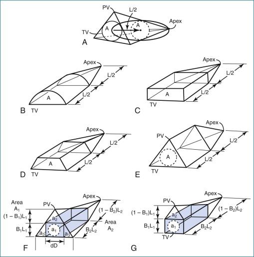 Figure 13-4, Geometric models with volume = 2AL/3. PV, pulmonary valve; TV, tricuspid valve.