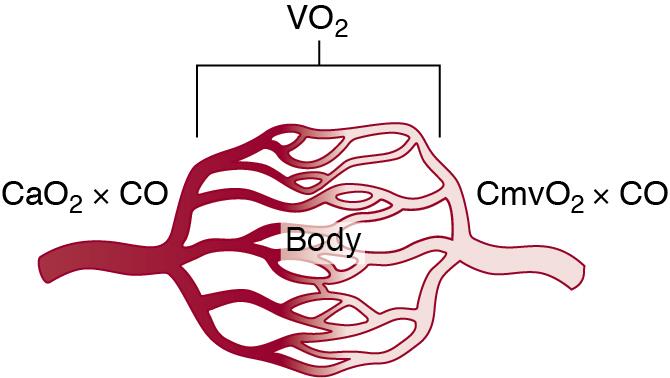 Fig. 12.3, Fick principle.