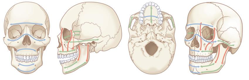 Fig. 1.1.2, Transverse ( blue ), vertical ( red ), and sagittal ( green ) buttresses of the facial skeleton.