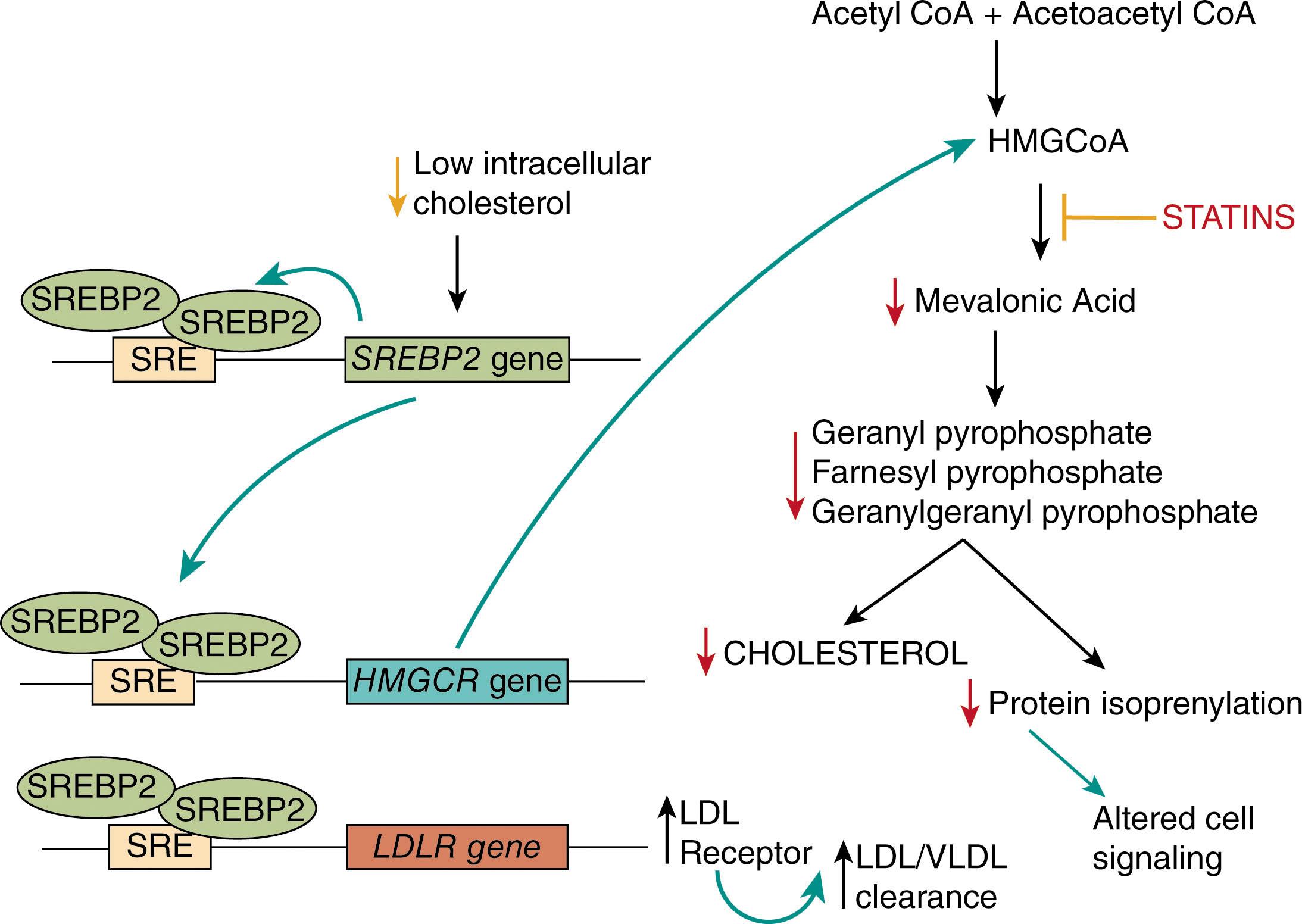 Figure 142.2, STATINS TARGET CHOLESTEROL AND ISOPRENYLATION PATHWAYS.