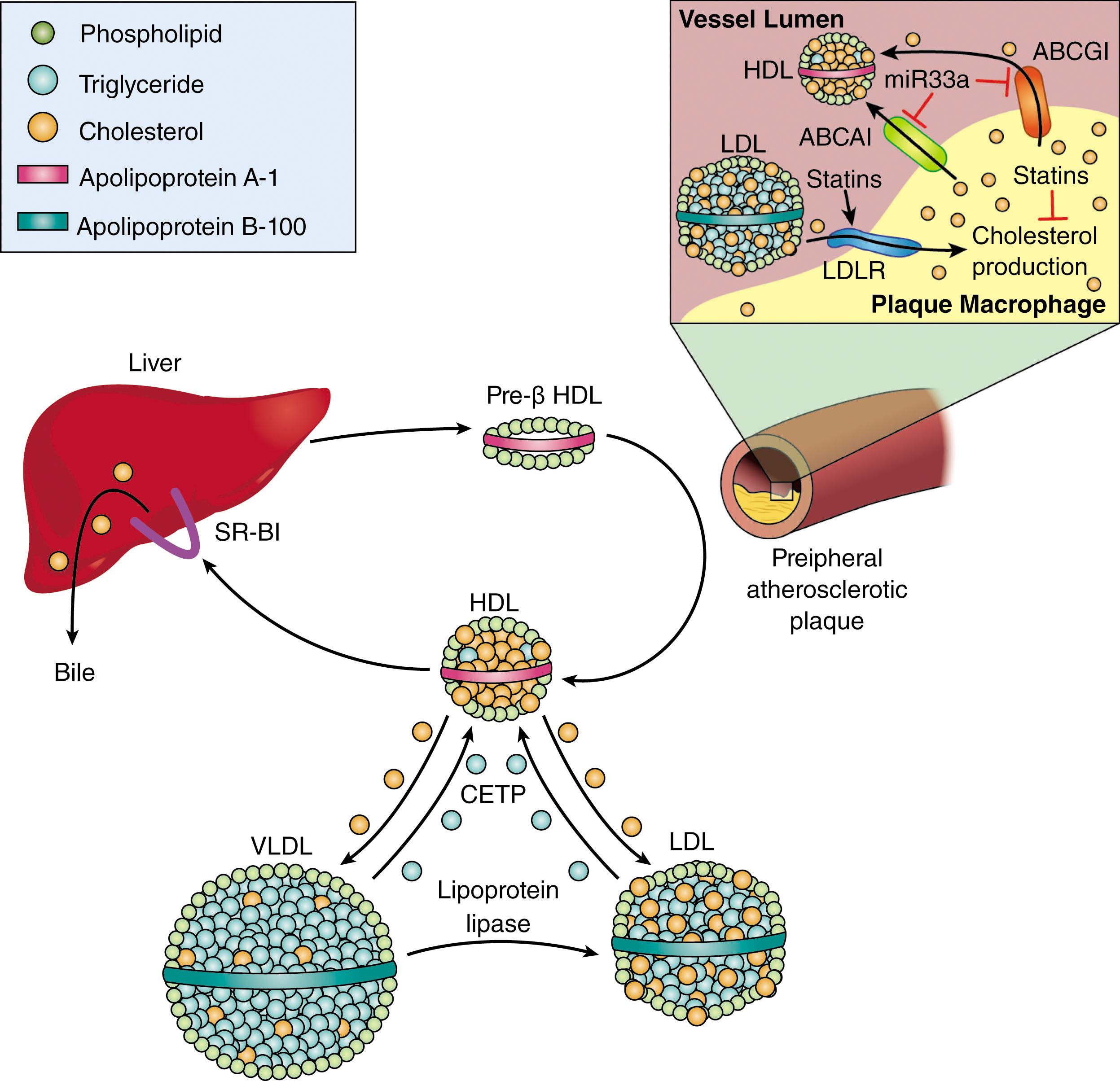 Figure 142.3, REVERSE CHOLESTEROL TRANSPORT.