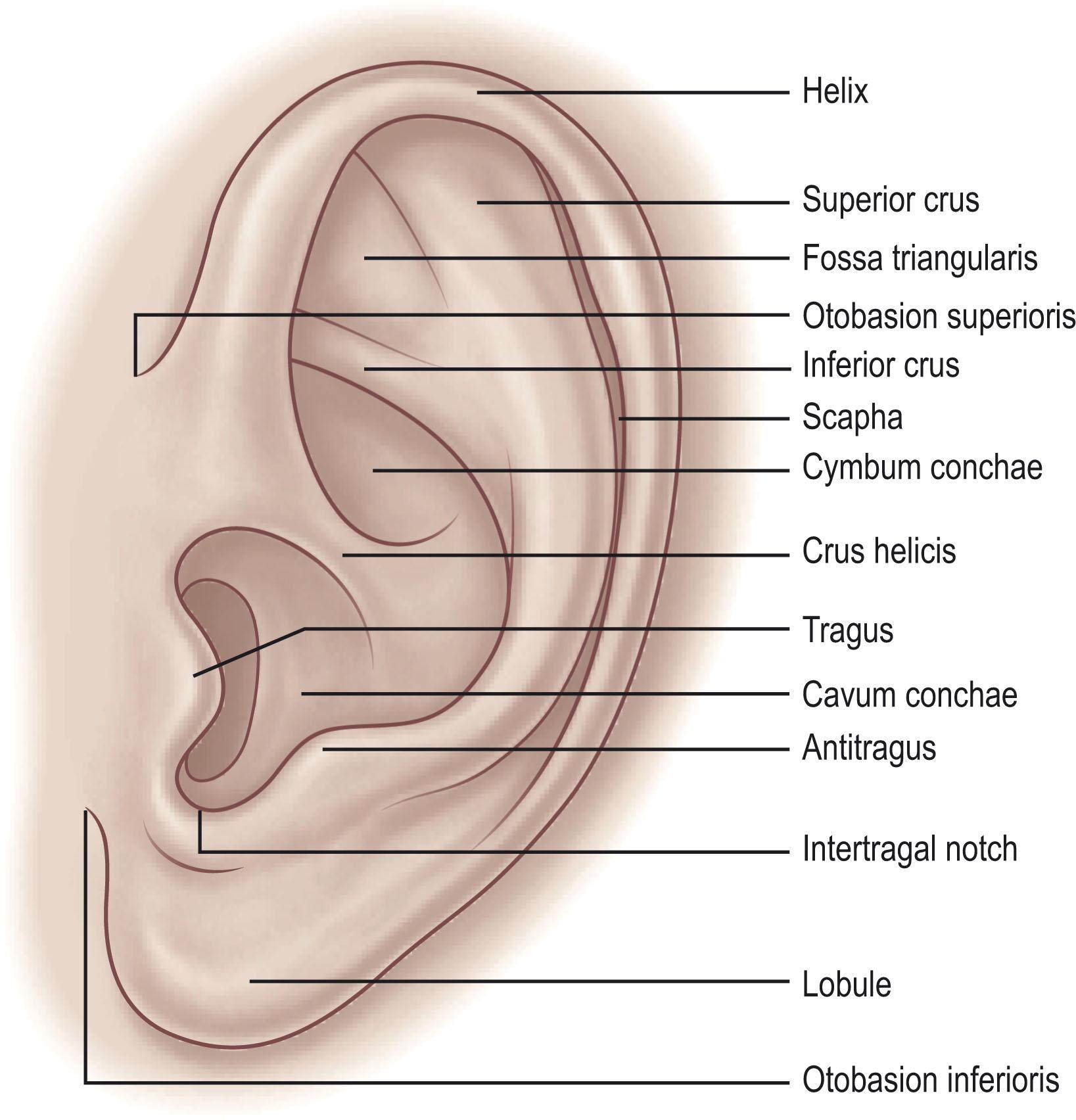 Figure 4.2, External auricle anatomical features.