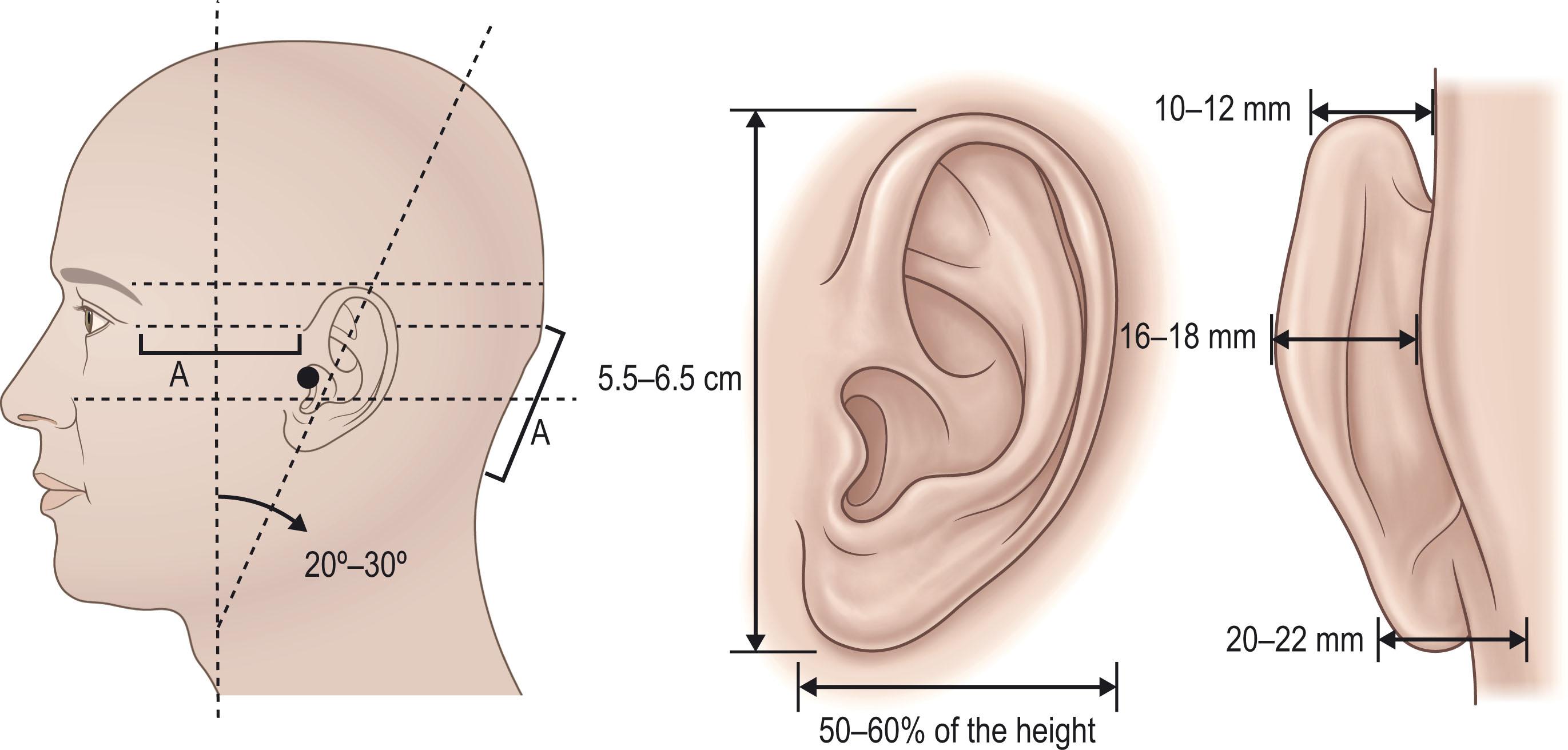 Figure 4.3, Anthropometrics of the external ear.