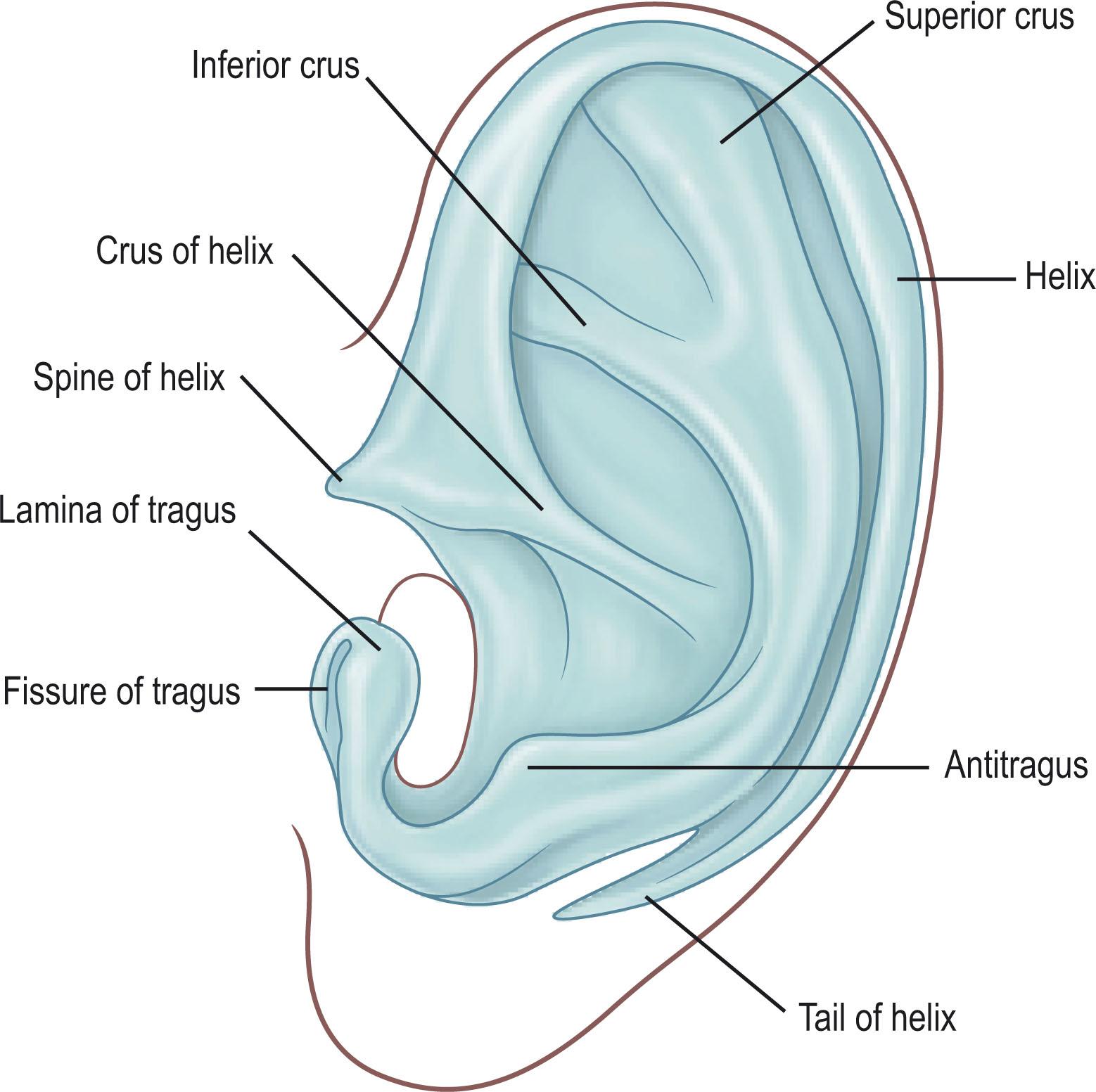 Figure 4.4, Cartilage framework of the native ear.