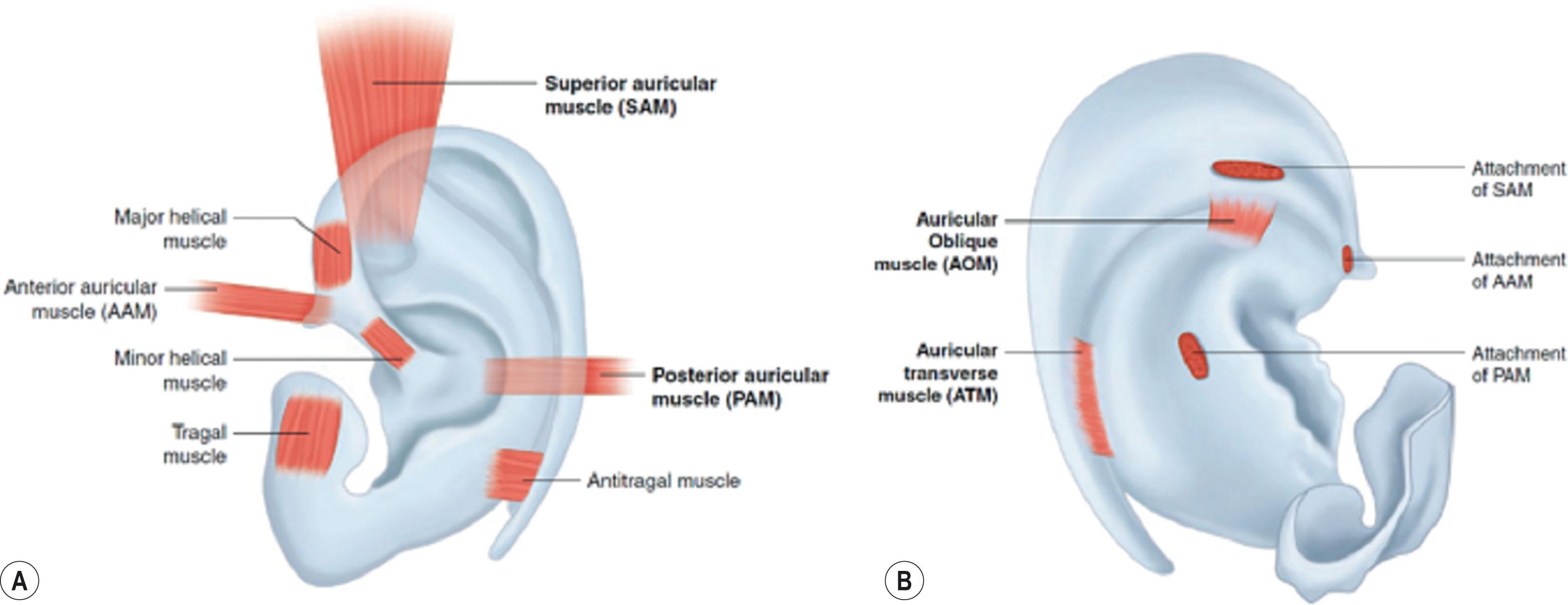 Figure 4.6, Extrinsic and intrinsic muscles of the ear on the anterior (A) and posterior (B) surfaces.