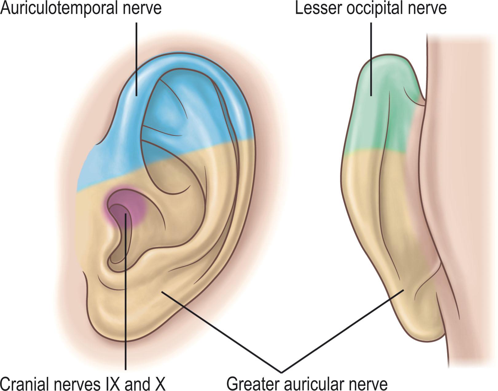 Figure 4.7, Sensory innervation to the external ear.