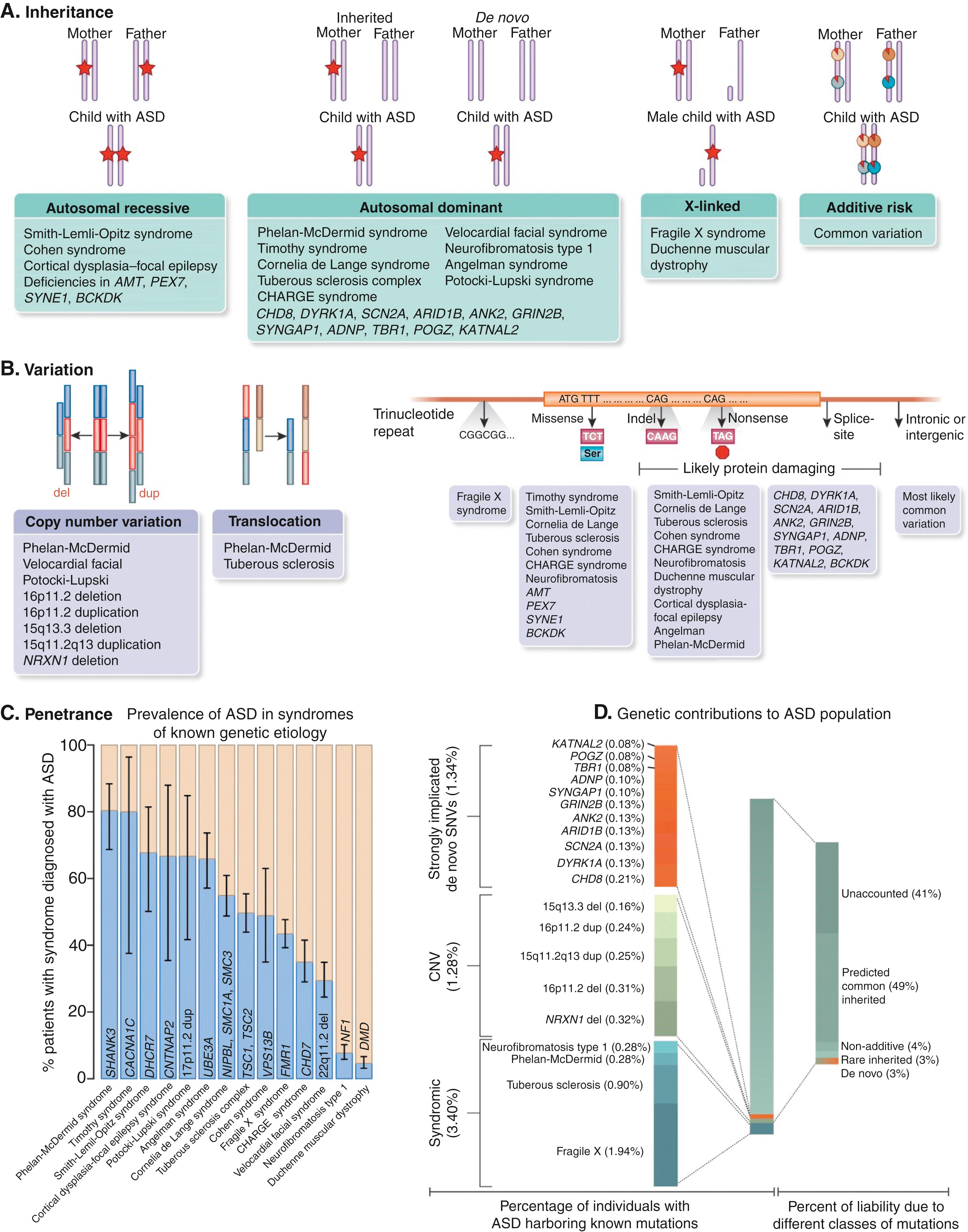 Fig. 32.1, Genetic architecture of autism spectrum disorder (ASD). A, The inheritance patterns of syndromes with known genetic etiology and high incidence of autism, as well as that of genes recently identified to be associated with autism. The red stars indicate a causal allele and the red pie charts indicate a small proportion of risk. Most dominant disorders show de novo inheritance. Autosomal recessive, autosomal dominant, and X-linked inheritance patterns best fit a major gene model, whereas a polygenic model is best represented by additive risk. B, The types of genetic variation (left and middle) and the developmental disorders (right) associated with autism. Genes that have been associated with ASD are also indicated. C, The penetrance of known syndromic mutations summarized from multiple studies. Ninety-five percent binomial proportion confidence intervals, based on Wilson’s score interval, are shown. D, The percentage of individuals with ASD harboring known mutations, as well as the percentage of liability from different classes of mutations. The percentage variance in liability measures the contribution of a particular variant or class of variants relative to the population variance in a theoretical variable called liability. Liability is a continuous and normally distributed latent variable that represents each individual’s risk (both genetic and environmental) for developing a disease. Notably, percentage variance in liability is directly dependent on the frequency of the variant and the effect size of the variant, and it is inversely dependent on the frequency of the disease in the population. CNV, copy number variation.