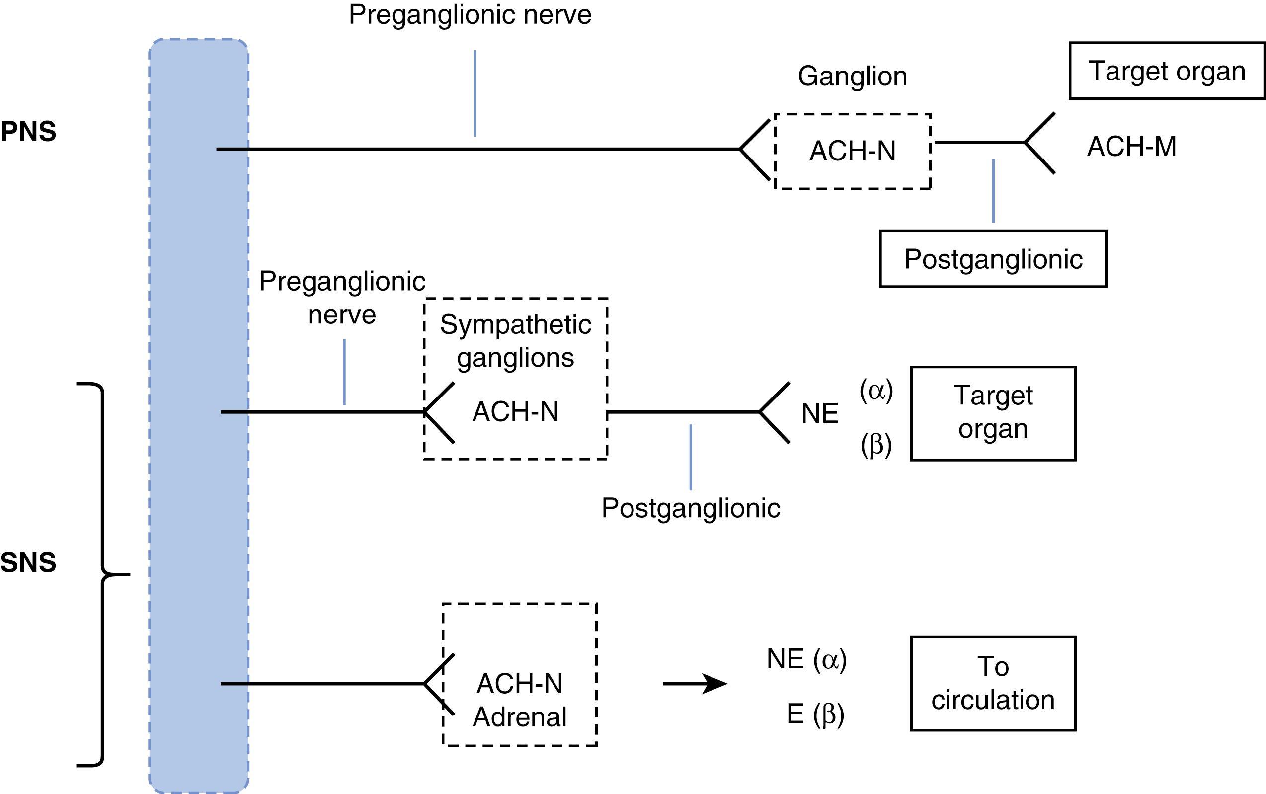 Fig. 67.1, Schematic illustrating basic autonomic nervous connections.