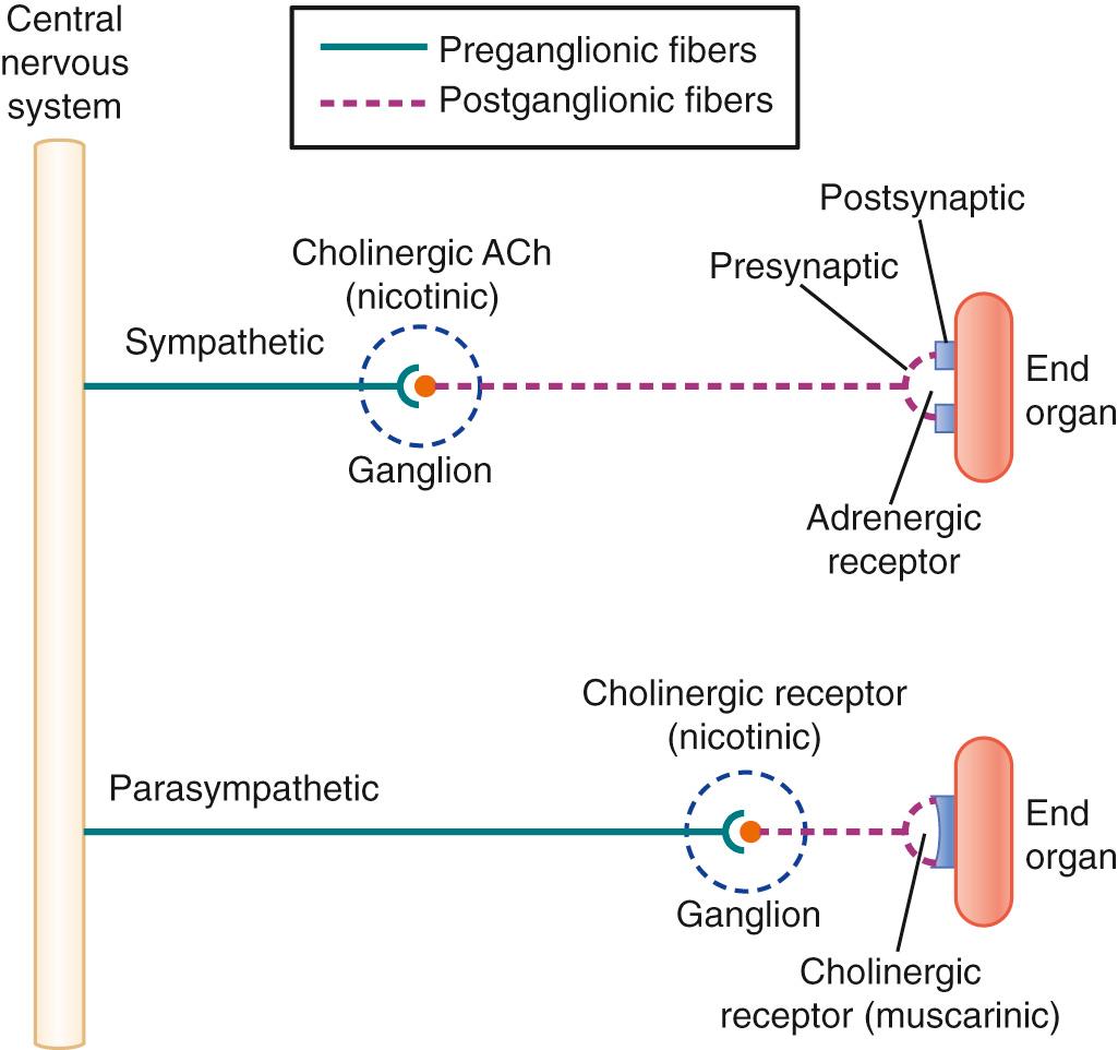 Autonomic Nervous System: Physiology Biology Diagrams