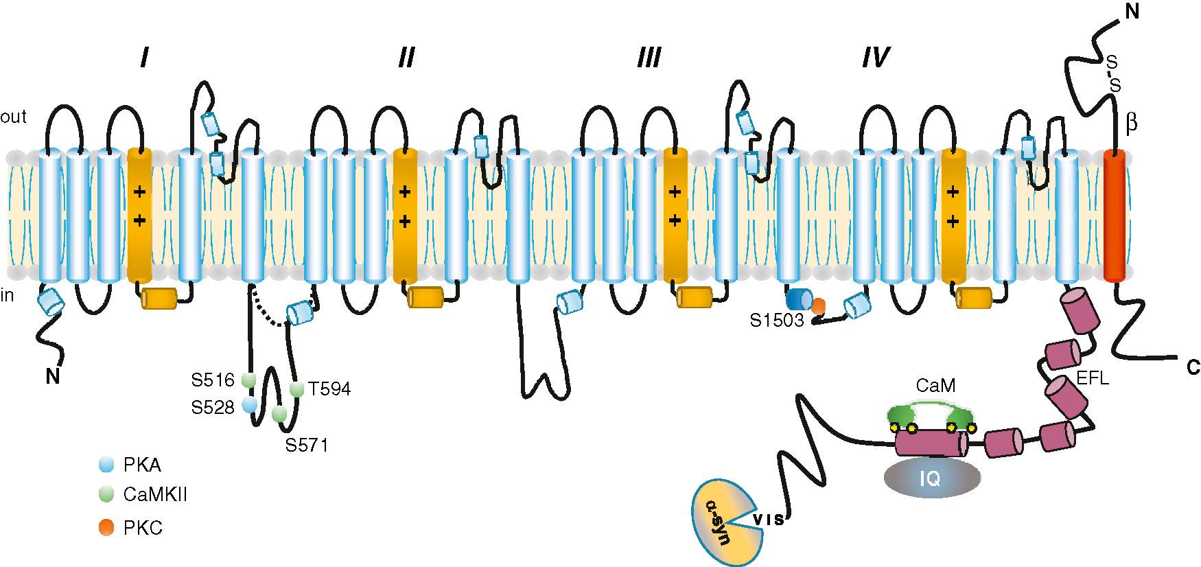 Fig. 39.1, Schematic of the cardiac Na channel.